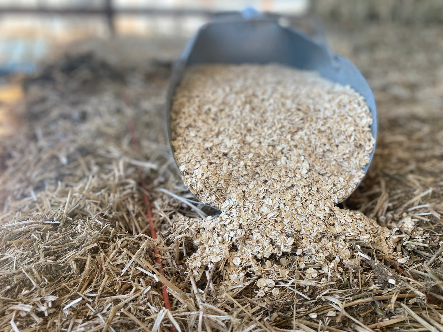Whole Rolled Oats Horse Feed, 30 lb. Bag
