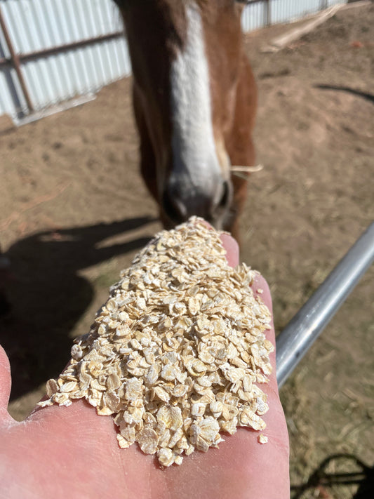 Whole Rolled Oats Horse Feed, 30 lb. Bag